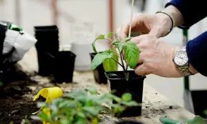 Händer som planterar ut tomater i svarta krukor. Jord och små plantor ligger utspridda på bordet.