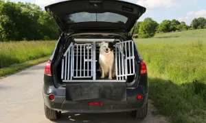 Glad hund i hundbur i bil, redo för äventyr i det gröna.