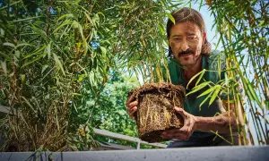 Man med mustasch håller en rotklump med bambu, redo att plantera bambu i en ny kruka.