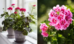 Två pelargoner, en med mörka blad och rosa blommor på en fönsterbräda, och en annan med ljusrosa blommor utomhus. Vissnesjuka pelargon kan se ut så här.