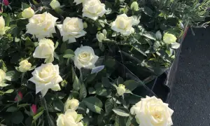 Vita rosor på balkongen, redo att lysa upp hemmet. Vackra blommor i full blom.