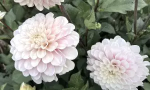 Två ljusrosa dahlior i kruka med gröna blad. En liten knopp syns också.