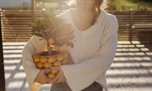 En kvinna håller en krukväxt med små citrusfrukter, en Citrus limon medica, i en kruka formad som citroner.