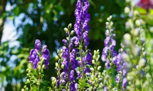 Blåa, höga blommor med hjälmliknande kronblad. Vackra men var försiktig, detta är stormhatt giftig.