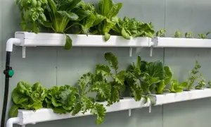 Grönskande sallad och örter växer i rader i ett system för hydroponisk odling, monterat på en vägg.