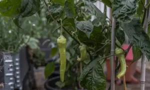 Gröna paprikor hänger från en planta. En perfekt dag att plantera paprika och se dem växa.