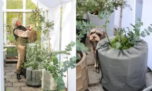 Hanna Wendelbo pysslar i växthuset med sina eukalyptusplantor. En hund tittar nyfiket på.