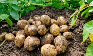 Nyskördade potatisar ligger på jordhögar, redo att odla efter potatis. Gröna blad syns i bakgrunden.