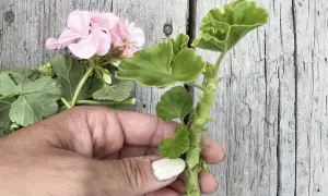 En hand håller en pelargonstickling. Den rosa blomman och gröna bladen visar att det är rätt temperatur för att den ska trivas.
