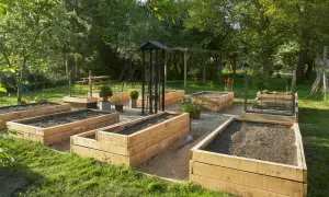 Wooden raised garden beds filled with soil and young plants, set in a sunny garden.