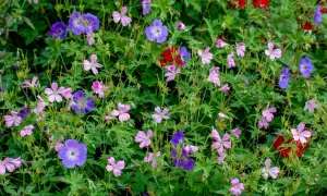 En blomstrande rabatt med olika kaprifol sorter i nyanser av lila, rosa och röda blommor.
