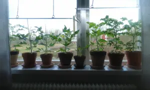 Flera tomatplantor växer i krukor på en fönsterbräda, belysta av en växtlampa. En fin start för att odla tomater inomhus.