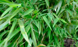 Tätt med gröna bambublad, en frodig bambu blomma som skapar en lugnande känsla.