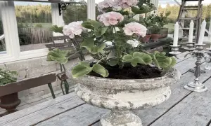 En rosa pelargon i en sliten urnkruka på ett träbord. Vackra blommor som tål pelargoner frost, en ljusstake med tre ljus i bakgrunden.