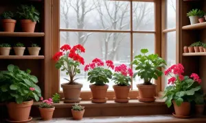 Potted geraniums with red and pink blooms sit on a windowsill with a snowy outdoor view.