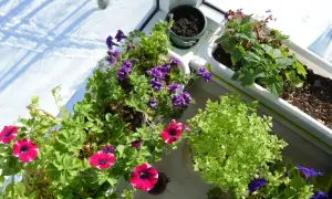 Färgglada blommor i krukor på en balkong, med snö utanför. En härlig syn av blommor balkong trots vintern.