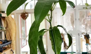 En ung mango planta i kruka, med gröna blad och en början till att odla mango.