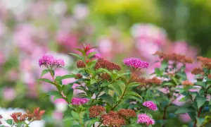 En buske med rosa blommor och bruna blomknoppar. Olika spirea sorter blommar i trädgården.