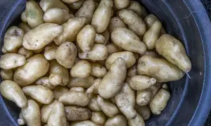 En stor mängd nyskördade potatisar, en riktig potatis planta, ligger i en mörk behållare.