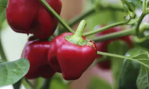 Röda snackpaprika hänger mogna på grenen, redo att plockas. Att odla egna grönsaker är givande.