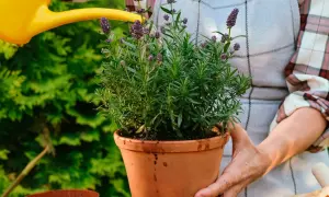 En person vattnar en frodig lavendel i kruka med en gul vattenkanna.