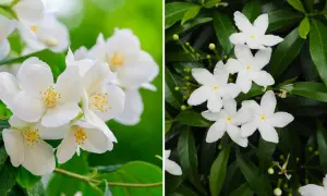 Två närbilder av vita jasminblommor utomhus. Den vänstra visar en klunga med fem kronblad och gula ståndare, den högra visar stjärnformade blommor bland gröna blad.