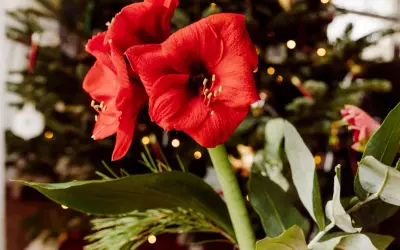 Två röda amaryllisblommor med julgran och ljus i bakgrunden. En vacker syn att spara amaryllis till nästa jul.