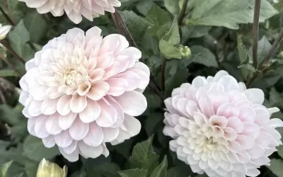 Två ljusrosa dahlior i kruka med gröna blad. En liten knopp syns också.