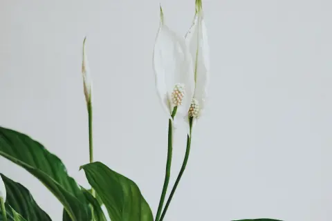 En fredskalla med vita blommor och gröna blad. En av blommorna har fått några gula blad, ett tecken på att den behöver lite extra kärlek.