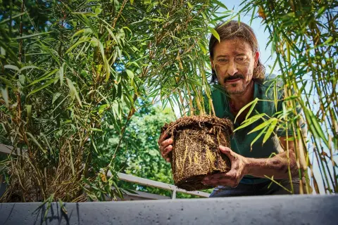 Man med mustasch håller en rotklump med bambu, redo att plantera bambu i en ny kruka.