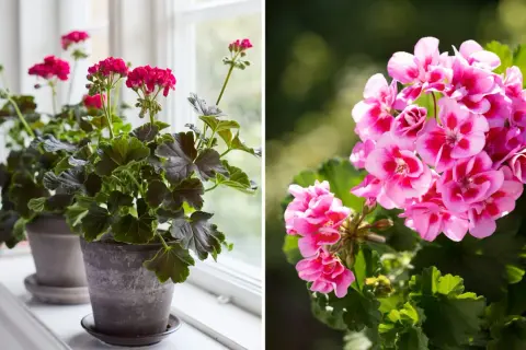 Två pelargoner, en med mörka blad och rosa blommor på en fönsterbräda, och en annan med ljusrosa blommor utomhus. Vissnesjuka pelargon kan se ut så här.