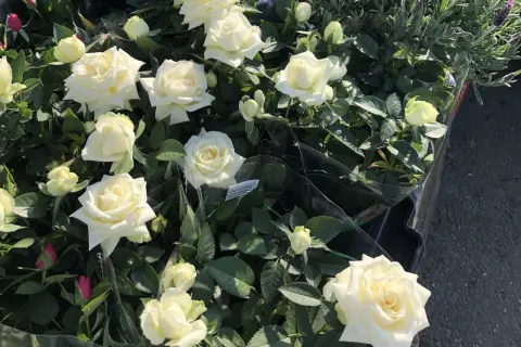 Vita rosor på balkongen, redo att lysa upp hemmet. Vackra blommor i full blom.