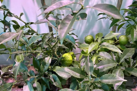 Gröna, omogna frukter på en gren av citrus aurantifolia, omgiven av blanka blad.