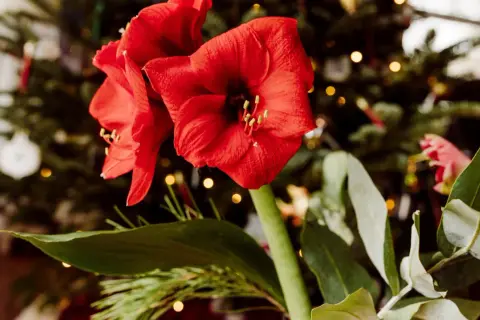 Två röda amaryllisblommor med julgran och ljus i bakgrunden. En vacker syn att spara amaryllis till nästa jul.