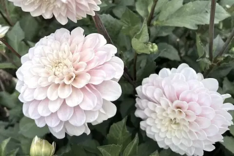 Två ljusrosa dahlior i kruka med gröna blad. En liten knopp syns också.