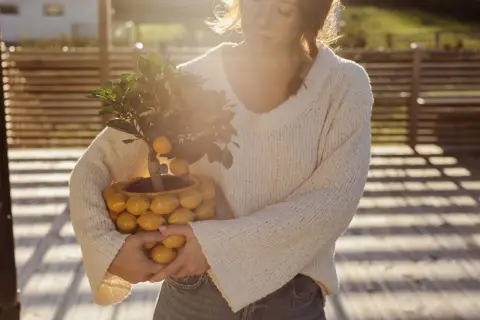 En kvinna håller en krukväxt med små citrusfrukter, en Citrus limon medica, i en kruka formad som citroner.
