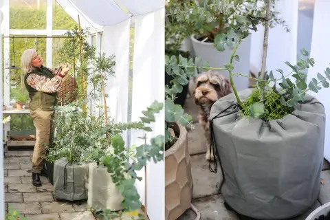 Hanna Wendelbo pysslar i växthuset med sina eukalyptusplantor. En hund tittar nyfiket på.