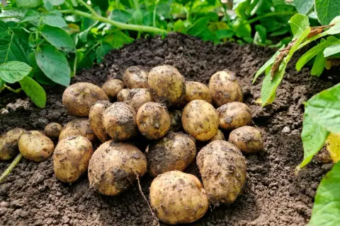 Nyskördade potatisar ligger på jordhögar, redo att odla efter potatis. Gröna blad syns i bakgrunden.