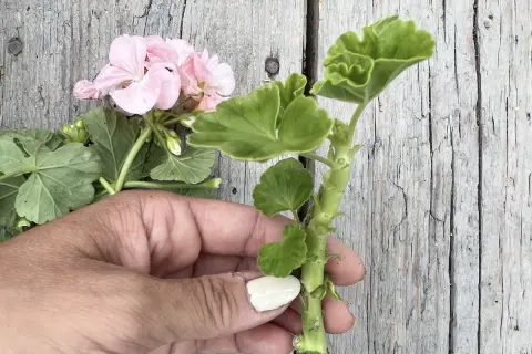 En hand håller en pelargonstickling. Den rosa blomman och gröna bladen visar att det är rätt temperatur för att den ska trivas.