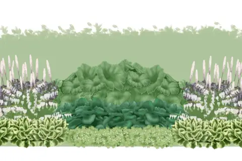 En lummig plantering med perenner i skugga, som hosta och hjärtbergenia, med höga spiror av blommor.