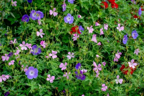 En blomstrande rabatt med olika kaprifol sorter i nyanser av lila, rosa och röda blommor.