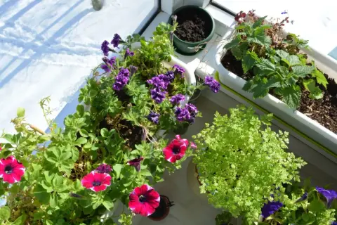 Färgglada blommor i krukor på en balkong, med snö utanför. En härlig syn av blommor balkong trots vintern.