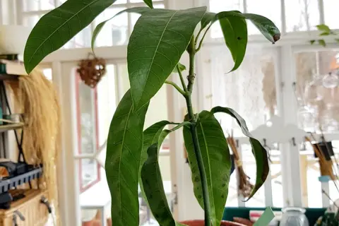 En ung mango planta i kruka, med gröna blad och en början till att odla mango.