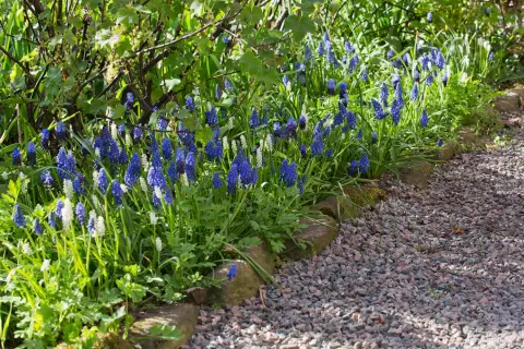 Blue and white grape hyacinths bloom along a gravel path bordered by stones.