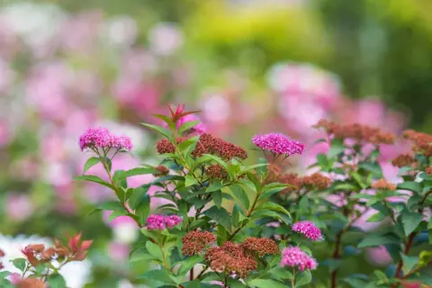 En buske med rosa blommor och bruna blomknoppar. Olika spirea sorter blommar i trädgården.