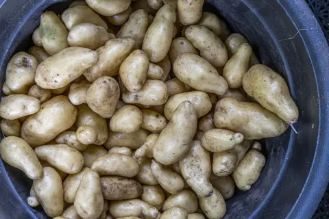 En stor mängd nyskördade potatisar, en riktig potatis planta, ligger i en mörk behållare.