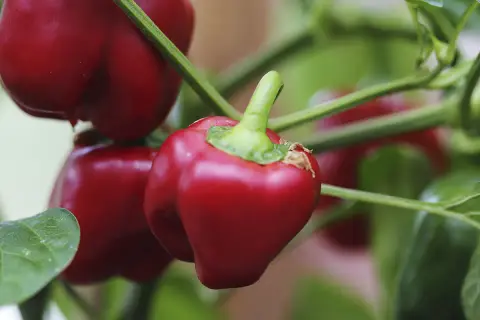 Röda snackpaprika hänger mogna på grenen, redo att plockas. Att odla egna grönsaker är givande.