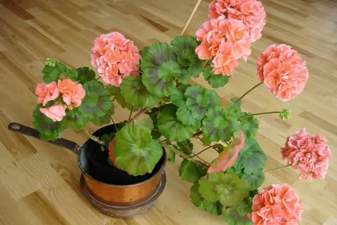 En vacker pelargon i en kopparkastrull. Det är dags att klippa pelargoner för att få dem att blomstra ännu mer.