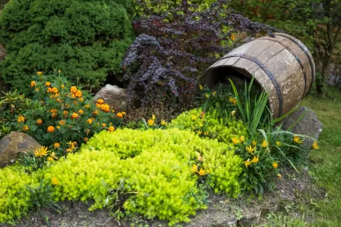 En gammal tunna vilar bland låga blommande buskar och gröna växter. Orange och gula blommor lyser upp trädgården.
