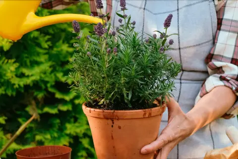En person vattnar en frodig lavendel i kruka med en gul vattenkanna.